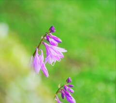 城址公園の花　Ⅱ