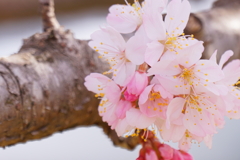 移りゆく花色