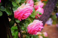 散策のお花　Ⅱ