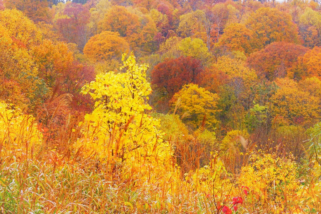 彩のパッチワーク