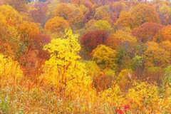 彩のパッチワーク