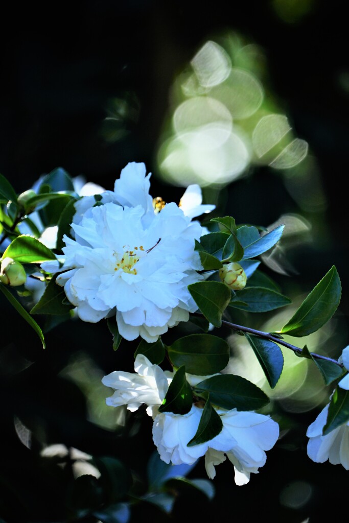 椿・・富士の白峰　Ⅰ