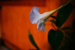 金曜日の花　Ⅱ