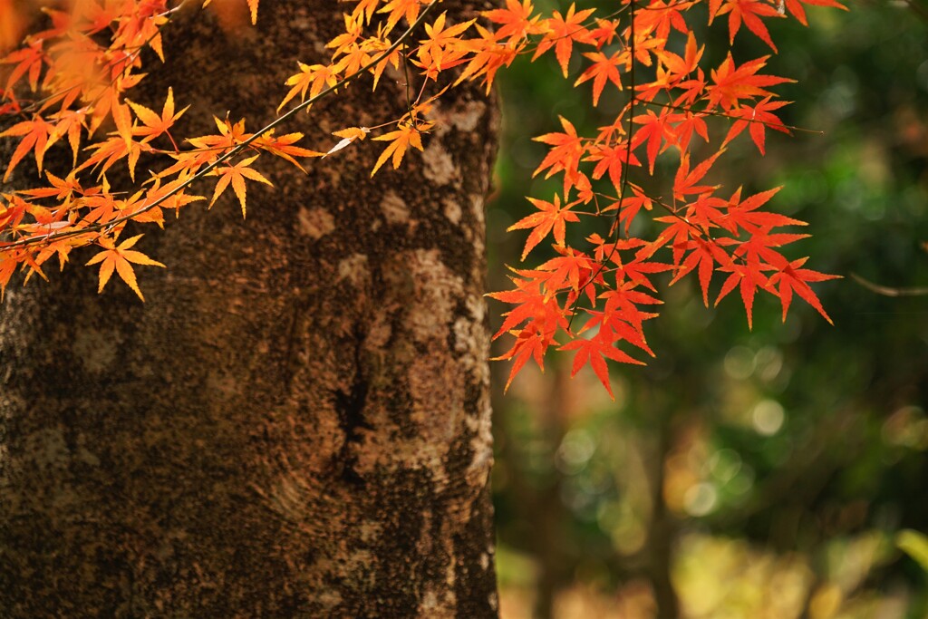 明月院　紅葉　Ⅱ