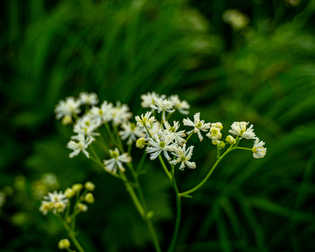 会津駒ケ岳の花