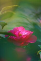 椿・・　陽炎