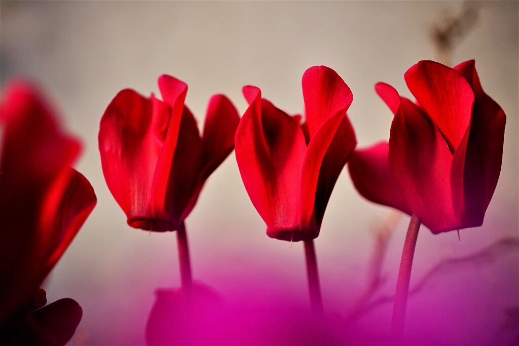 金曜日のお花　Ⅰ