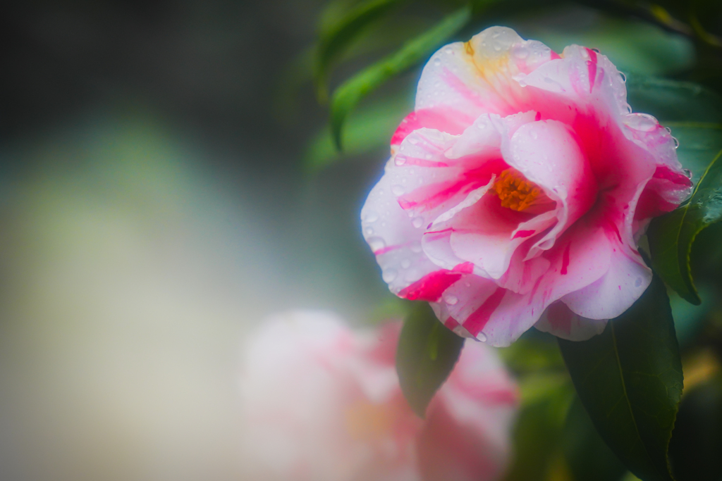 椿　華濁