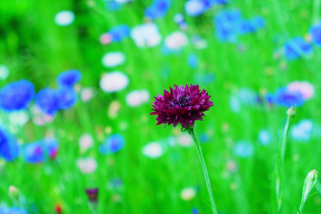 とくべつのお花