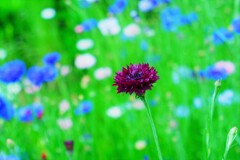 とくべつのお花