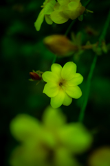 雲南黄梅