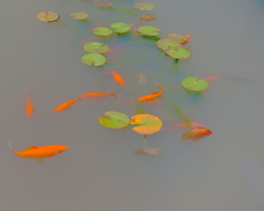 6月 美術館の池