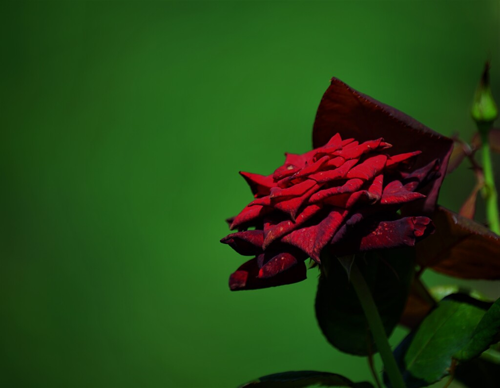 ブラック　バカラ