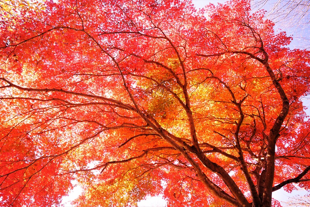 キャンバスに描く