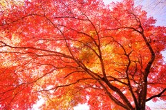 キャンバスに描く