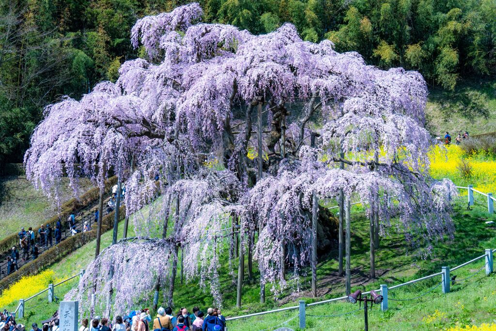 三春　滝桜　２
