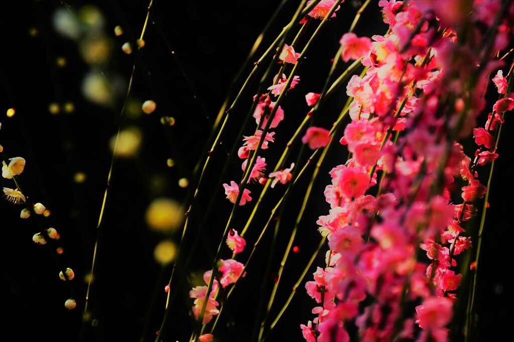 紅と黒（しだれ梅）