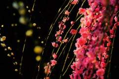 紅と黒（しだれ梅）