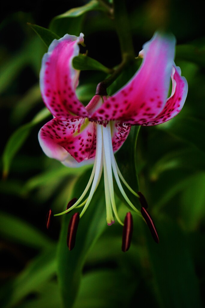 スターゲイザーリリー