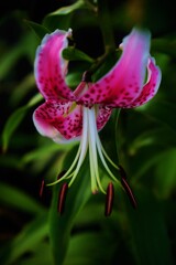 スターゲイザーリリー