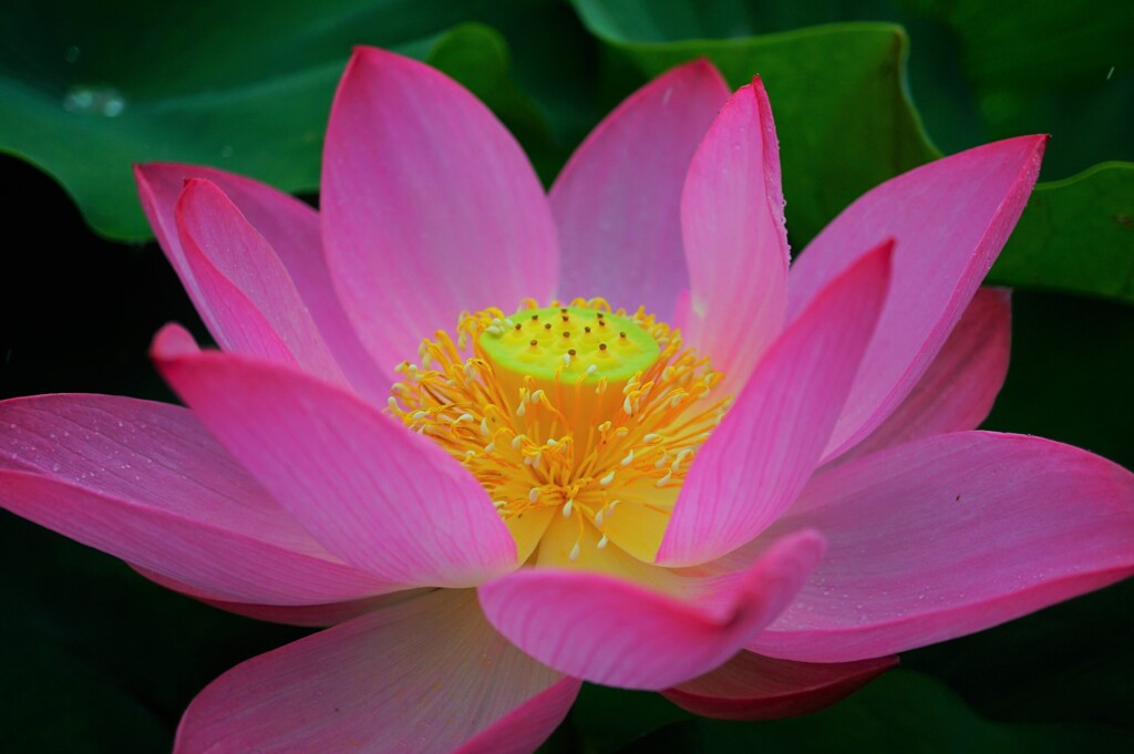 初めての蓮　Ⅱ