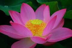 初めての蓮　Ⅱ