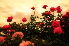 トワイライトの薔薇