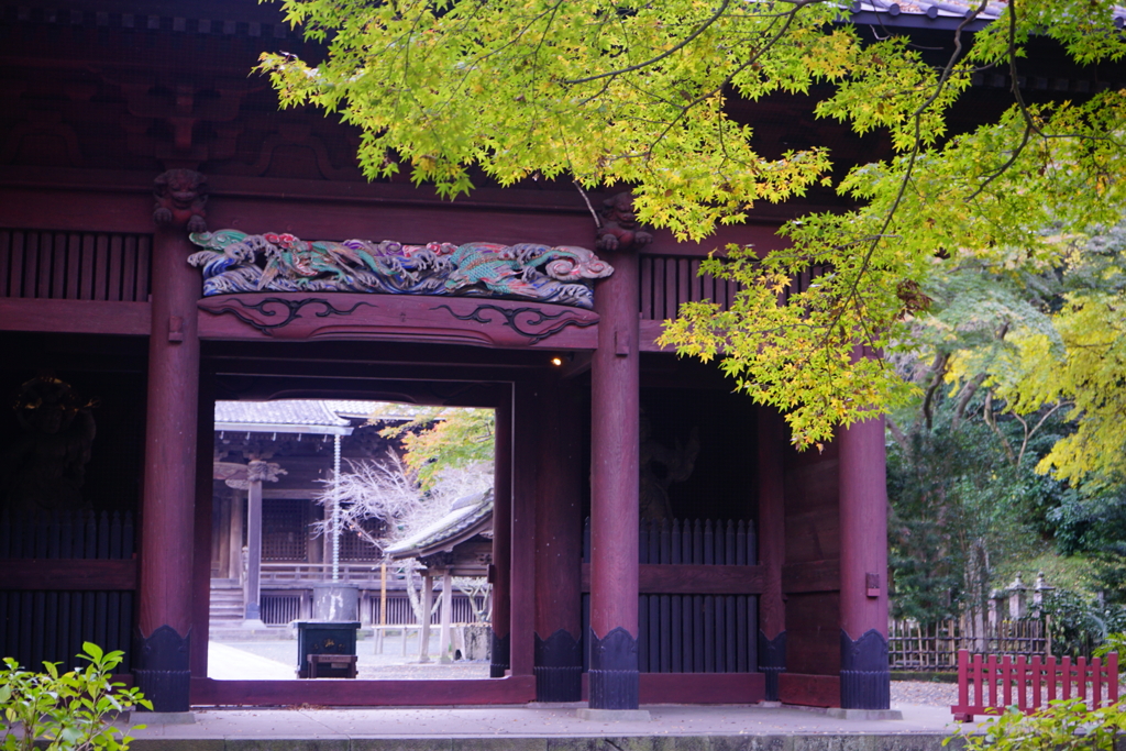 朱色山門に青もみじ