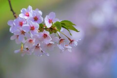 桜・・ひと枝