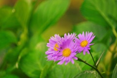 遠くから君を想う