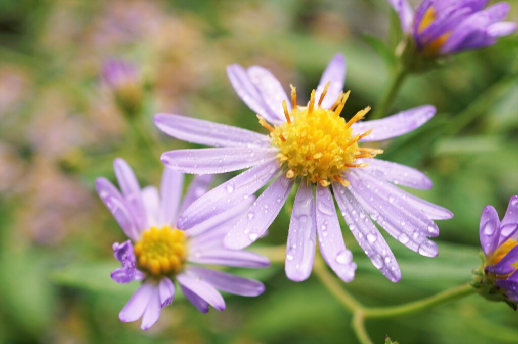 朝露の草花・大正池　2019.9
