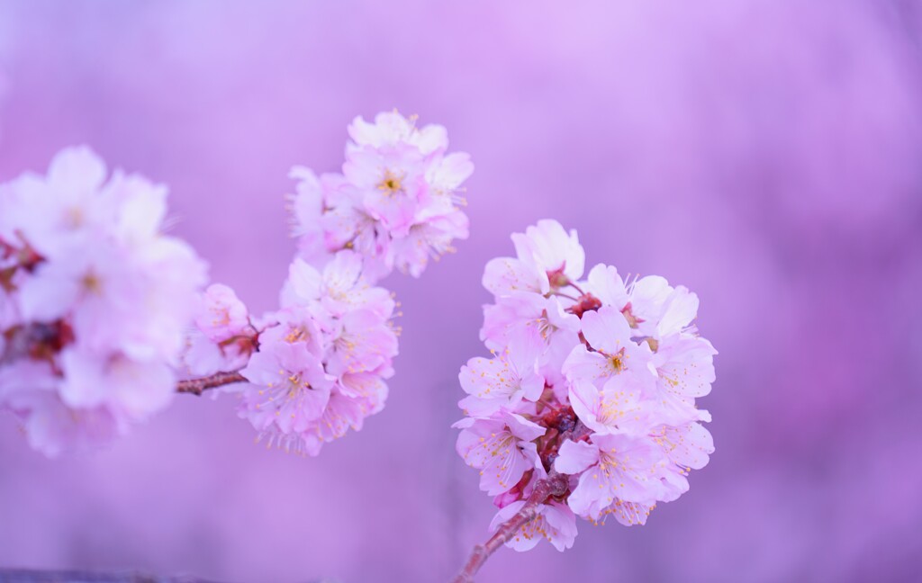 春めき桜