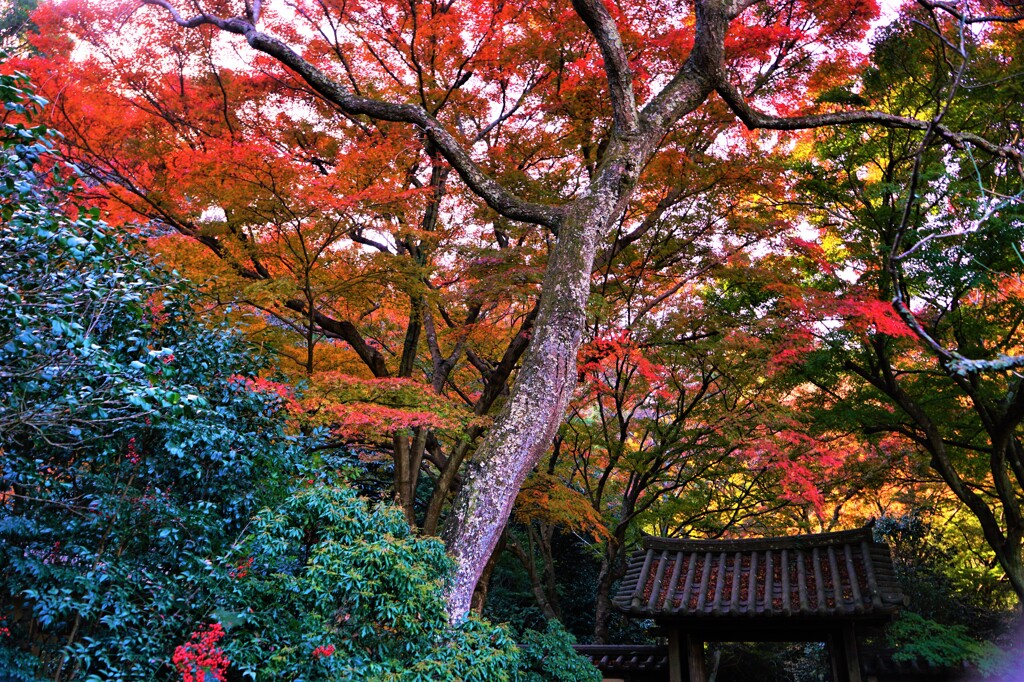 鎌倉　瑞泉寺