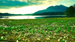 水芭蕉のある沼