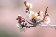 陽春の白梅