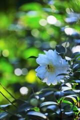 椿・・富士の白峰　Ⅱ