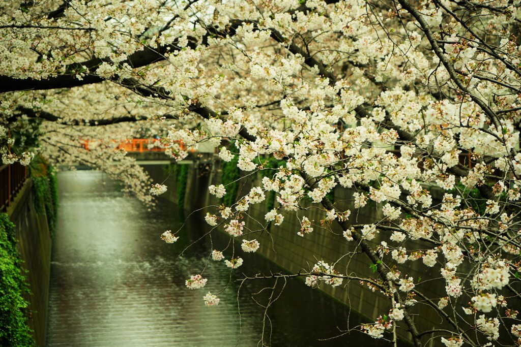 東京　目黒川