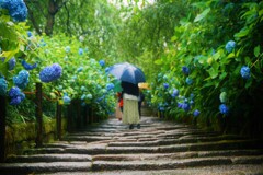 雨のあじさい寺