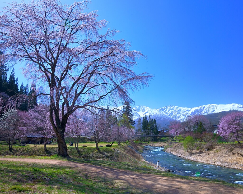 桜の花の咲く頃