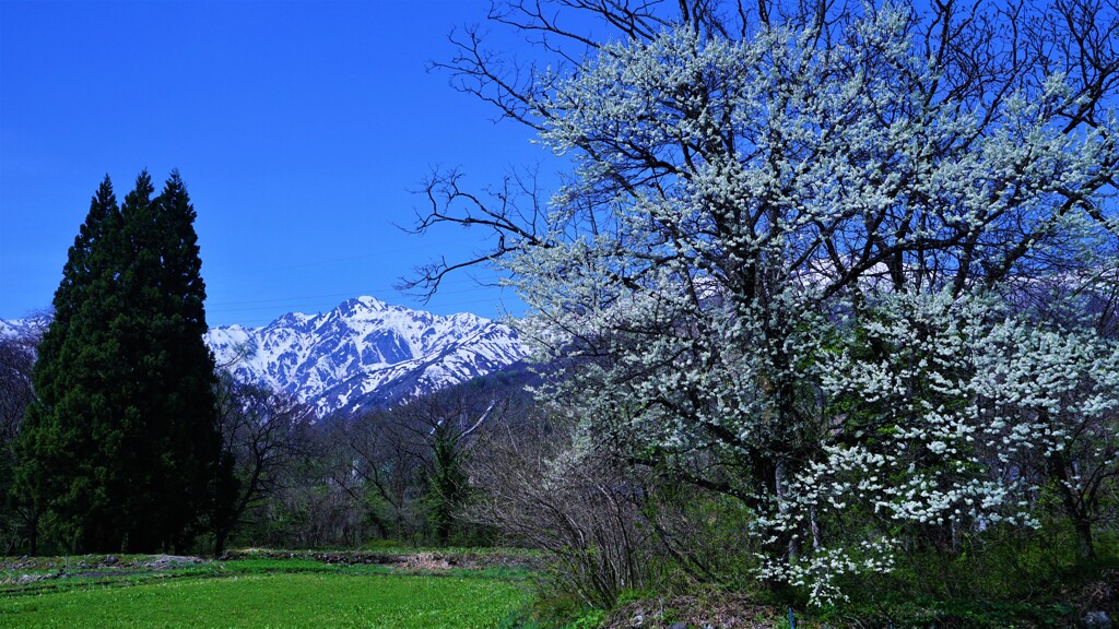 白馬村の春