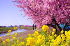 菜の花と河津桜　2020.2.23