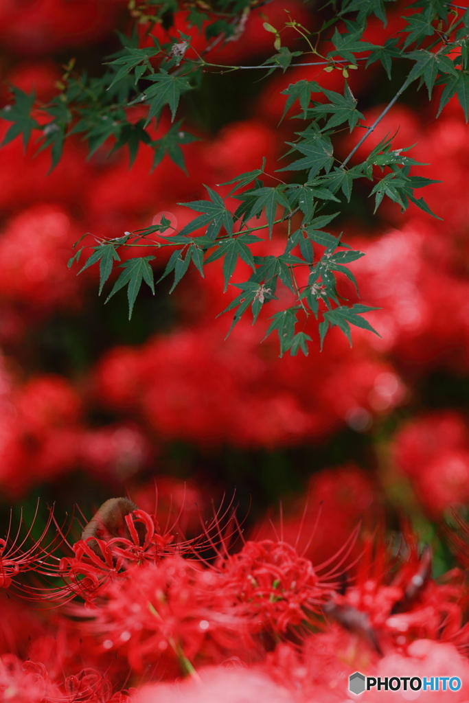 彼岸の終わりから秋への移ろい