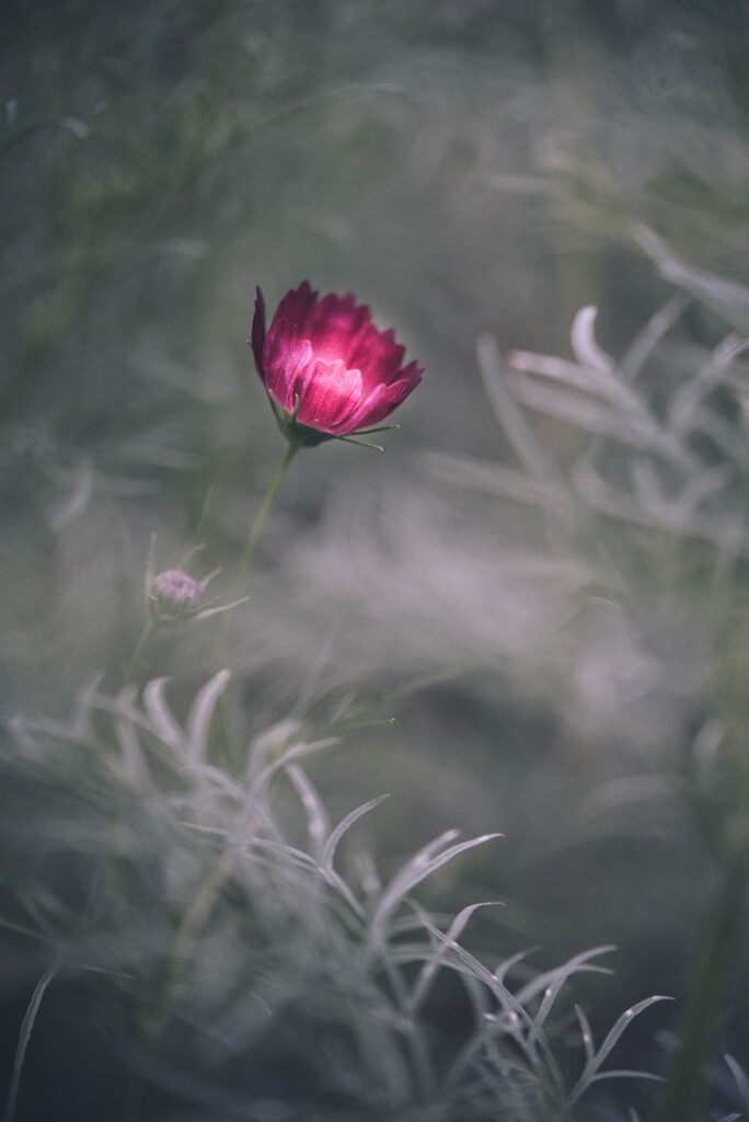 秋に咲く花