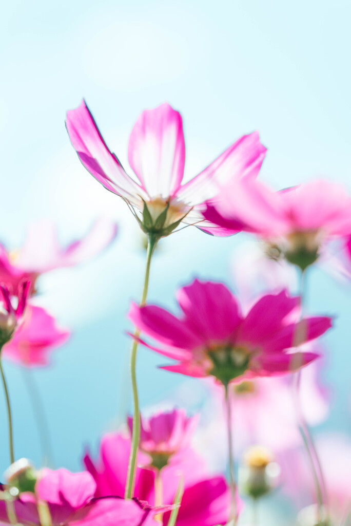 秋桜