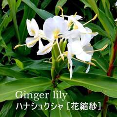 Ginger  lily,  ハナシュクシャ