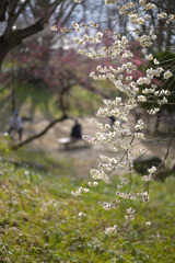春