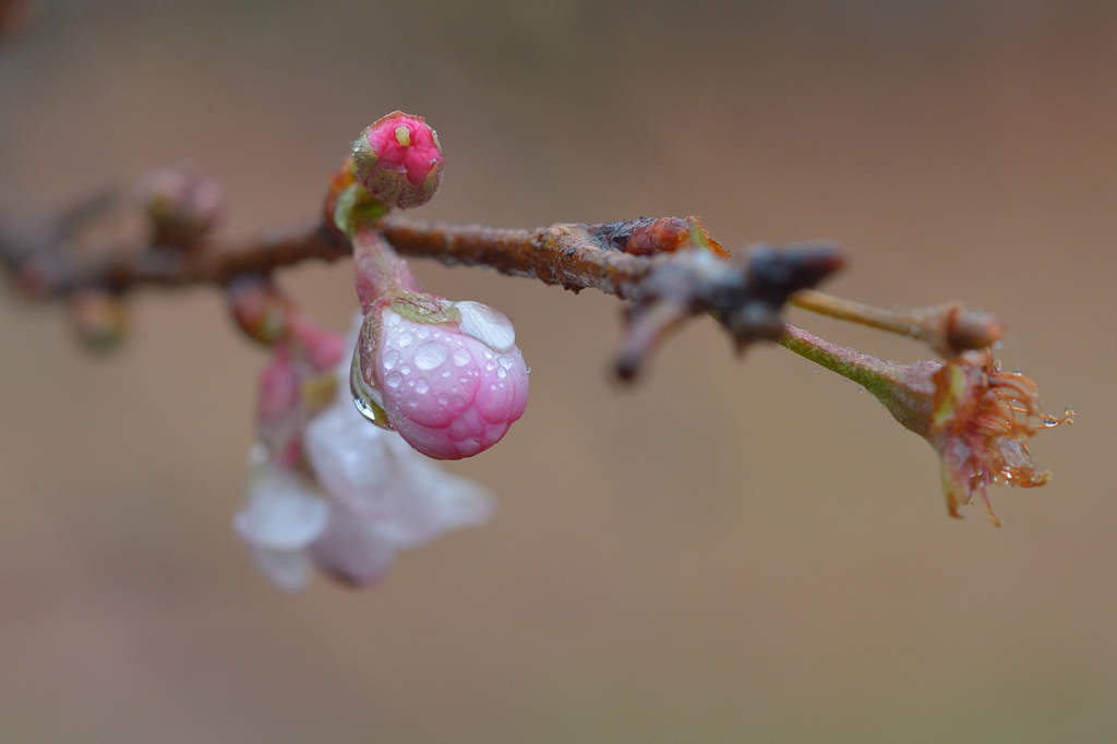 桜、開花の準備