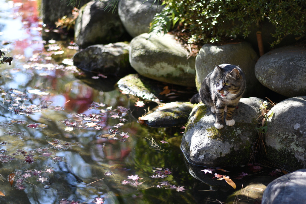 紅葉公園の猫