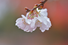 桜、開花