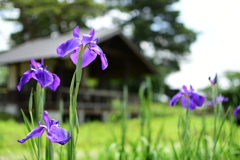 あやめ公園
